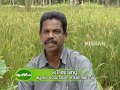 upland paddy cultivation undertaken by krishi bhavan bharanikavu alleppey