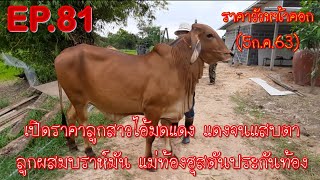 EP.81 ราคาวัวหน้าคอก(4ก.ค.63)เปิดราคาลูกสาวไอ้มดแดง แดงจนแสบตา ลูกผสมบราห์มันแม่ท้องฮุสตันประกันท้อง