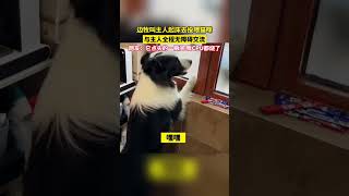 边牧叫主人起床去投喂猫咪，与主人全程无障碍交流！网友：它点头的一瞬间，我CPU都烧了...