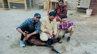 ALHAMDULILLAH Bakry ki qurbani kr Di 😳 || Bakra Eid Vlog || Sb bht sad ho Gaye 🥺 ||