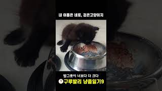 [냥줍일기 9편] 내 이름은 네로, 검은 고양이지