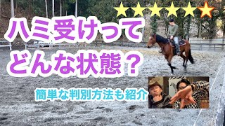 90.【用語解説】ハミ受けとは？停止や手綱の力、巻乗りなど全てに影響するハミ受けについて