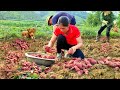 Harvest Sweet Potato Garden | Year Round Preservation | Grow Potatoes | Tran Thi Huong