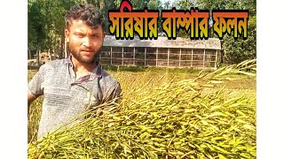 Bumper yield of mustard ||সরিষার বাম্পার ফলন ||কৃষি ||Mustard ||Traveller Aminul