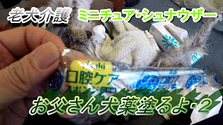 老犬介護（ミニチュア・シュナウザー）お父さん犬薬塗るよ２