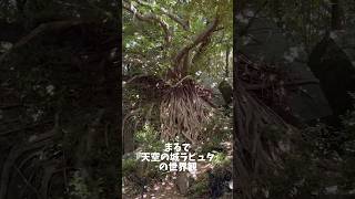 天草のラピュタ発見！西平椿公園の巨大あこうの木#ジブリ#ラピュタ #熊本