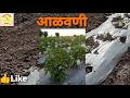 मिरची लागवडीनंतर महत्वाची पहिली आळवणी व फवारणी chilli crop mirch ki kheti