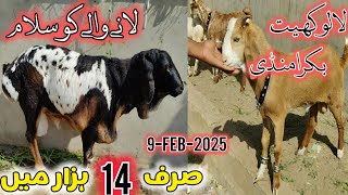 Lalukhet Bakra Mandi Me Qurbani 2025 ka Bakra Latest update | 9-Feb-2025 |  Bakra Mandi