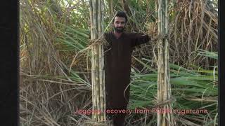 Higher yield Jaggery of PQNK the Pristine Organic sugarcane