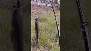 jungli Snakehead bait karne se nahi darta by MHD Salim Ustad fishing King