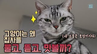 [ENG SUB] 고양이가 문다고요? 그럼 이 영상을 보셔야지요