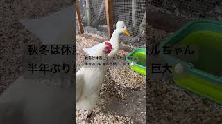 Ducky-the first egg this year after taking a break for six months アヒル　休産期間を終えて半年ぶりに産んだ巨大な卵