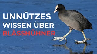 Unnützes Wissen über Blässhühner