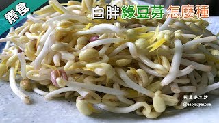 白胖綠豆芽怎麼種｜DIY用保特瓶種白胖綠豆芽｜如何在家種豆芽｜How to grow bean sprouts at home【阿里手工坊】