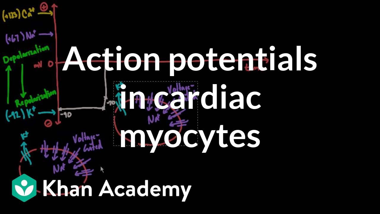 Cardiac Action Potential Animation
