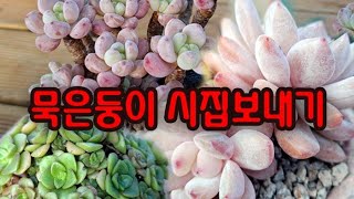 #신비의다육정원 - 묵은둥이 시집보내기 프로젝트 매니아님의 엄~ 청 묵은둥이