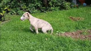 8 Wochen alte Whippet Welpen