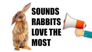 11 Sounds Rabbits Love the MOST