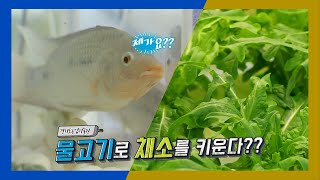 [스토리가 있는 경기팜 18] 물고기로 채소 키우기 아쿠아포닉스 Aquaponics