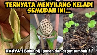 Menyilang Keladi Ternyata Semudah ini, 1 Bulan Panen Bijinya WOW... Cepet Banget...