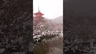 雪の清水寺！（京都の雪景色）