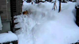 犬は喜び道かけまわるコーギー花さん②