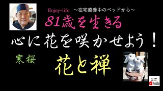 花と禅　１/１２　寒桜　人生をを楽しもう！　Enjoy of life！81歳を生きる  在宅療養中のベッドから