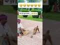 ਹੁਣ ਆ ਵੱਜ ਪੁੱਤ funny video shorts shortvideo motivation funny comedy monkey