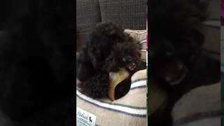 トイプードルのクロ!ヒヅメにご満悦。Toy poodle's KURO(black)!I am happy with Hime.