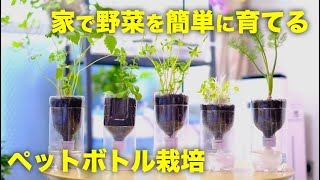 【再生野菜】ペットボトルで野菜を育てる方法と底面給水式栽培容器の作り方【リボベジ】