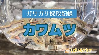 【採取記録】カワムツ（ガサガサ採取記録第7弾）