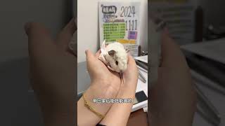 好可怜的小猪🐷 天竺鼠车车 荷兰猪 萌宠vlog