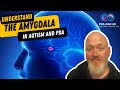 UNDERSTAND THE ROLE OF THE AMYGDALA IN AUTISM AND PDA (Pathological Demand Avoidance)