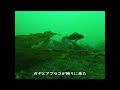 小樽の釣り場の海底を覗いてみた