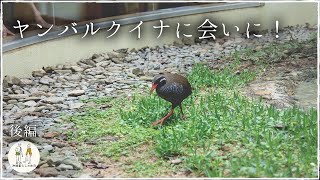 【後編】ヤンバルクイナに会いに！沖縄北部やんばるドライブ🚙【沖縄vlog】