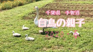 手賀沼の白鳥