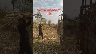 มาขึ้นอ้อยนำกันครับ #เกษตรกร #ชาวไร่อ้อยไร่อ้อย  #ปลูกอ้อย #รถไถ #youtube  #shorts