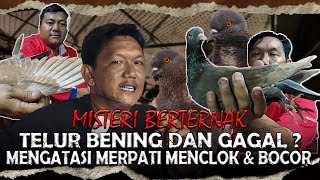 MERPATI KAMU SUKA MENCLOK? TELURNYA SUKA BENING/KOSONG?.COBA TONTON KONTEN INI!!!