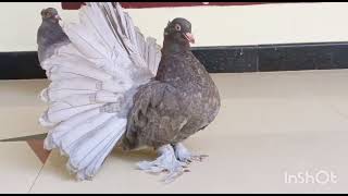 super exotic beautiful American fentel pigeon