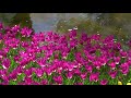 2019 昭和記念公園チューリップガーデン 4k showa memorial park tulips garden uhd