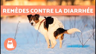 4 REMÈDES NATURELS pour la DIARRHÉE chez les CHIENS 🐶✅