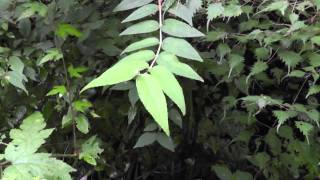 🚶‍♂️ Centipede Vine - A Curious Plant Bringing to Mind the Form of a Centipede - Walking in Japan