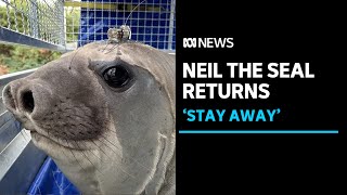 'Neil the seal' is back, as authorities plead for commonsense from human fans | ABC News