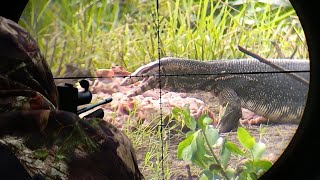 Berburu Biawak ‼️Bantu kurangi hama buat petani tambak dan peternak ayam - Part 3