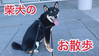 柴犬のお散歩風景