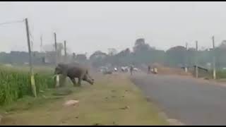 # Bhukaal Of Elephant In Our Town City ...... Nepal To Kishanganj District