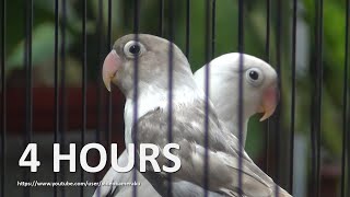 4 Hour Lovebirds Sounds  - Pastel Mauve Black Masked \u0026 Pastel Violet