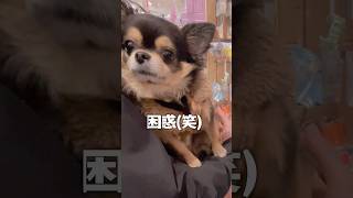 おもちゃの鳥さんと初遭遇(笑)反応は？？？ #chihuahua #かわいい #癒し #shorts