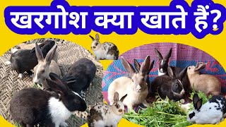 खरगोश क्या खाते हैं?Khargosh Kya Khata Hai?Khargosh Ko kya kya khilana safe hai? How To Eat Rabbits