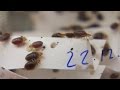 Bedbug trap invented by B.C. scientists Bedbug trap invented by B.C. scientists